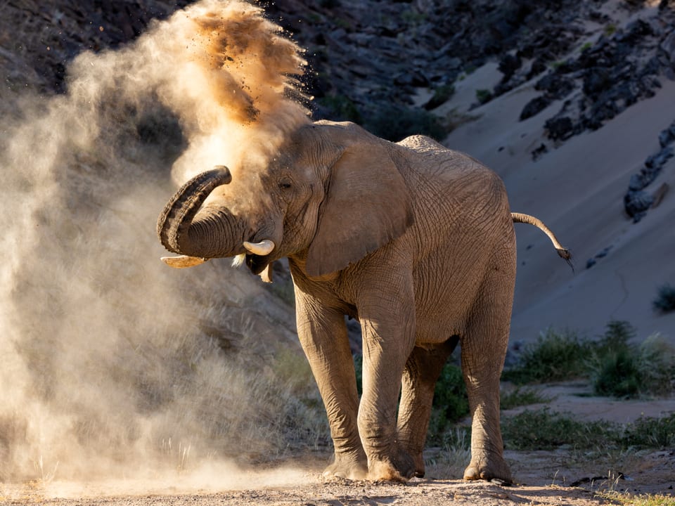 Elefant in Namibia