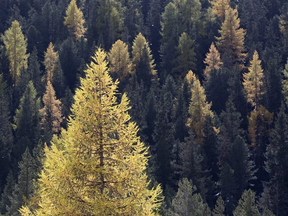 Bäume im Schweizer Nationalpark