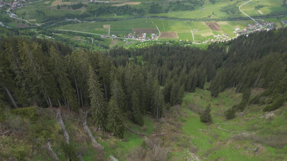 Schutzwald für das Quartier Reits bei Surrein