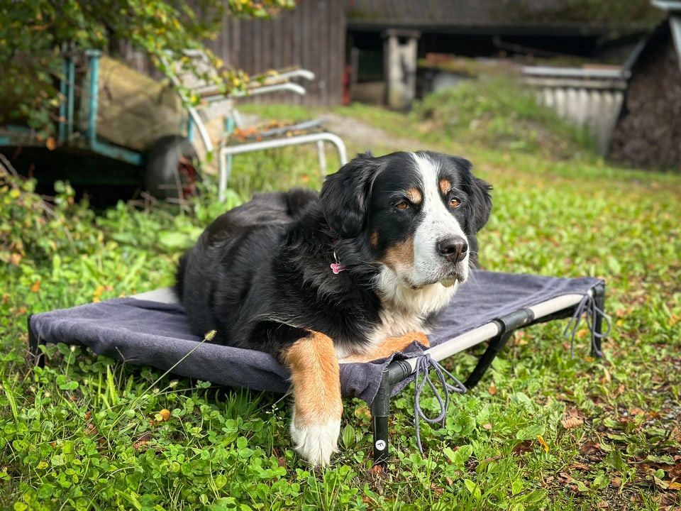 Ein Berner Sennenhund sitzt auf seinem Platz. 