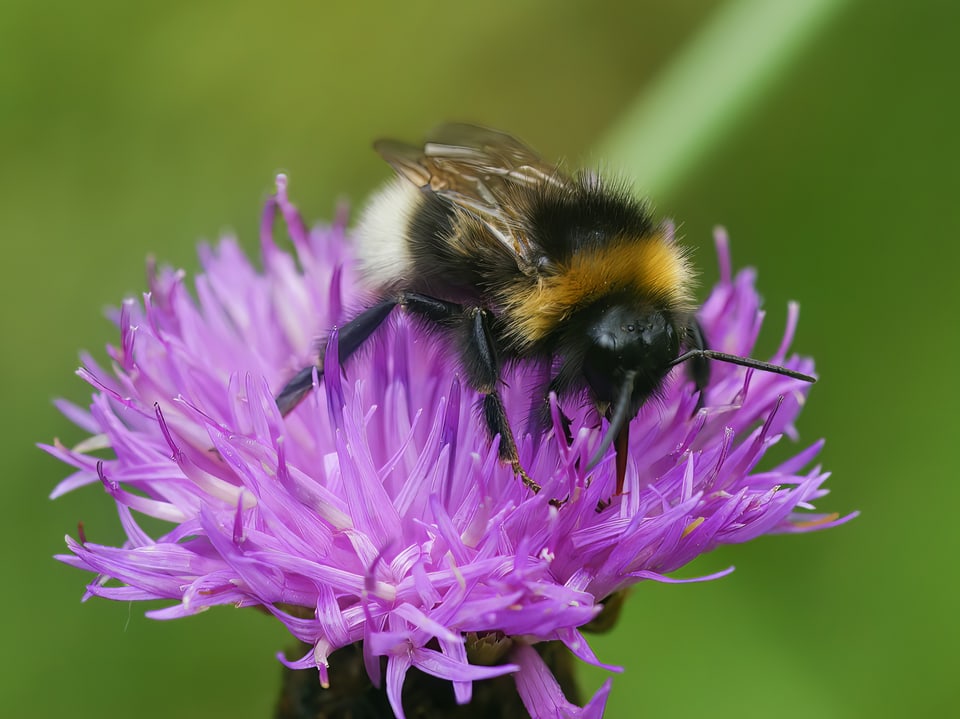 Hummel auf lila Blume