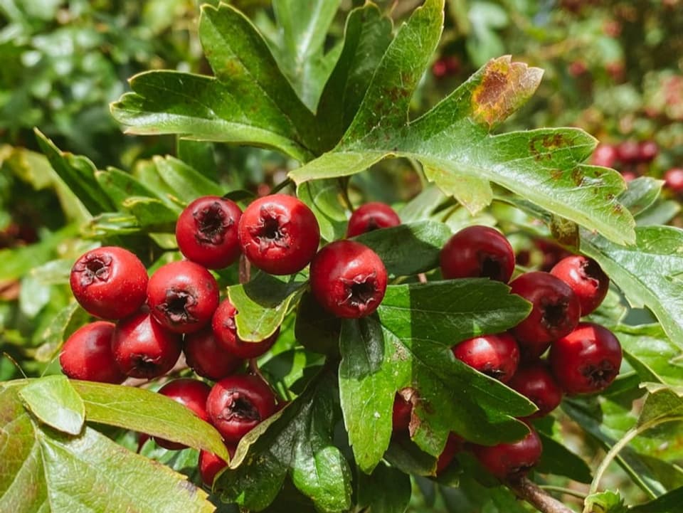 Die Beeren des Weissdorns sehen aus wie kleine Äpfel, haben innen drin einen Kern und weisses Fruchtfleisch.