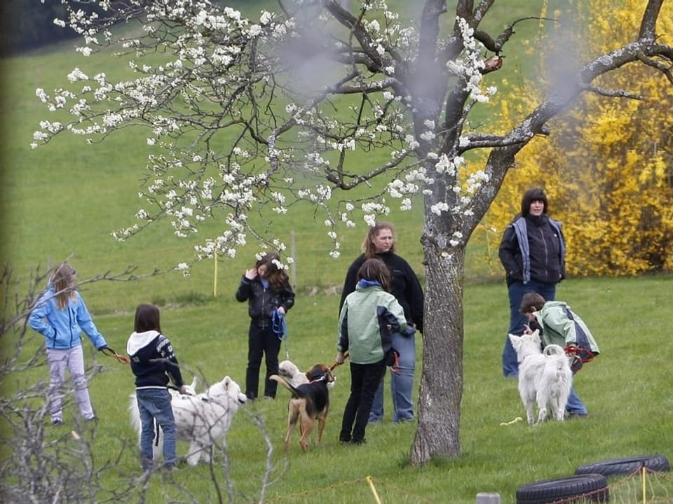 Kinder führen Ziegen auf einer grünen Wiese unter einem blühenden Baum.