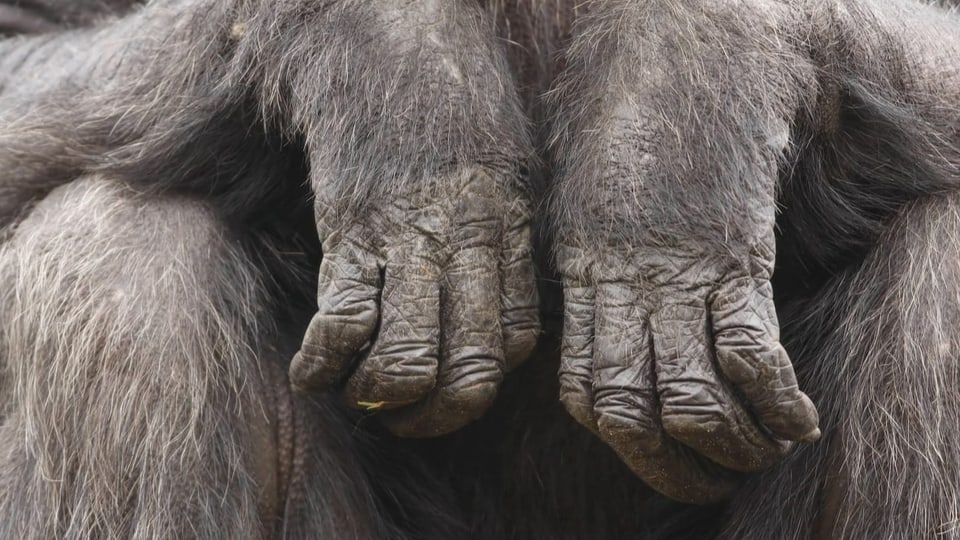 Ein Schimpanse stützt seine Arme auf den Oberschenkeln ab.