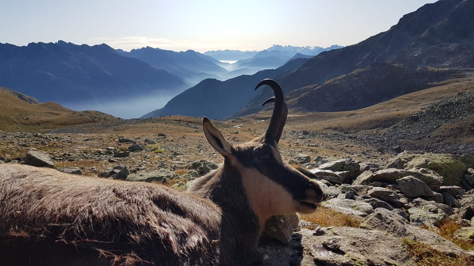 In buc da chamutsch sajettà.  