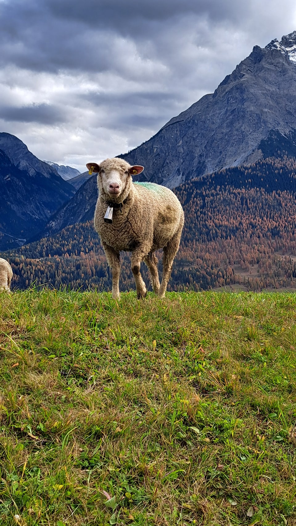 Schaf auf Wiese vor Berglandschaft.