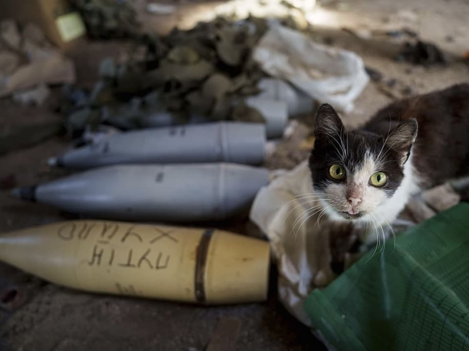 Eine Katze läuft neben Artilleriemunition und schaut direkt in die Kamera.