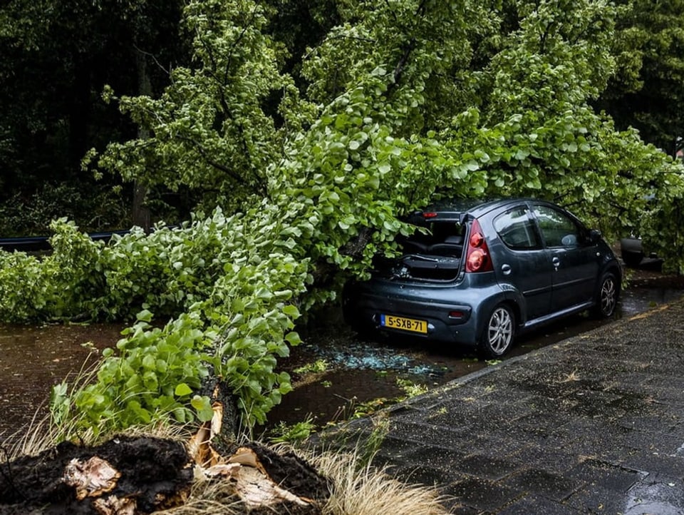 Auto unter umgestürztem Baum