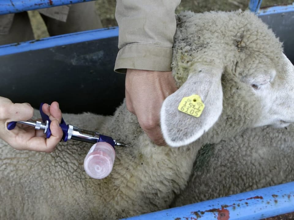 A sheep is being vaccinated.