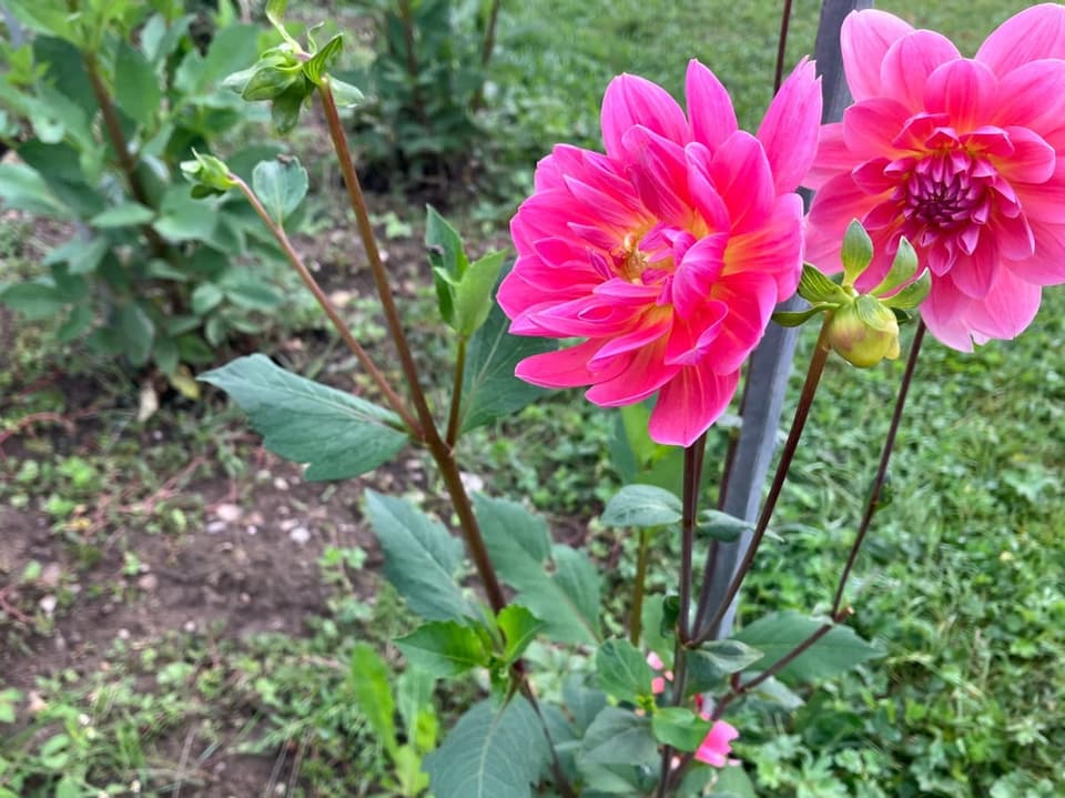 Blume auf Feld.