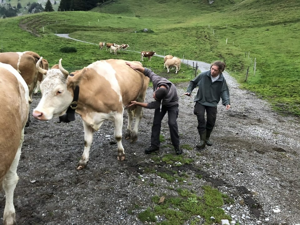 Alp-Helferinnen und -Helfer treiben das Vieh von der Weide in den Stall, wo sie gemolken werden. 