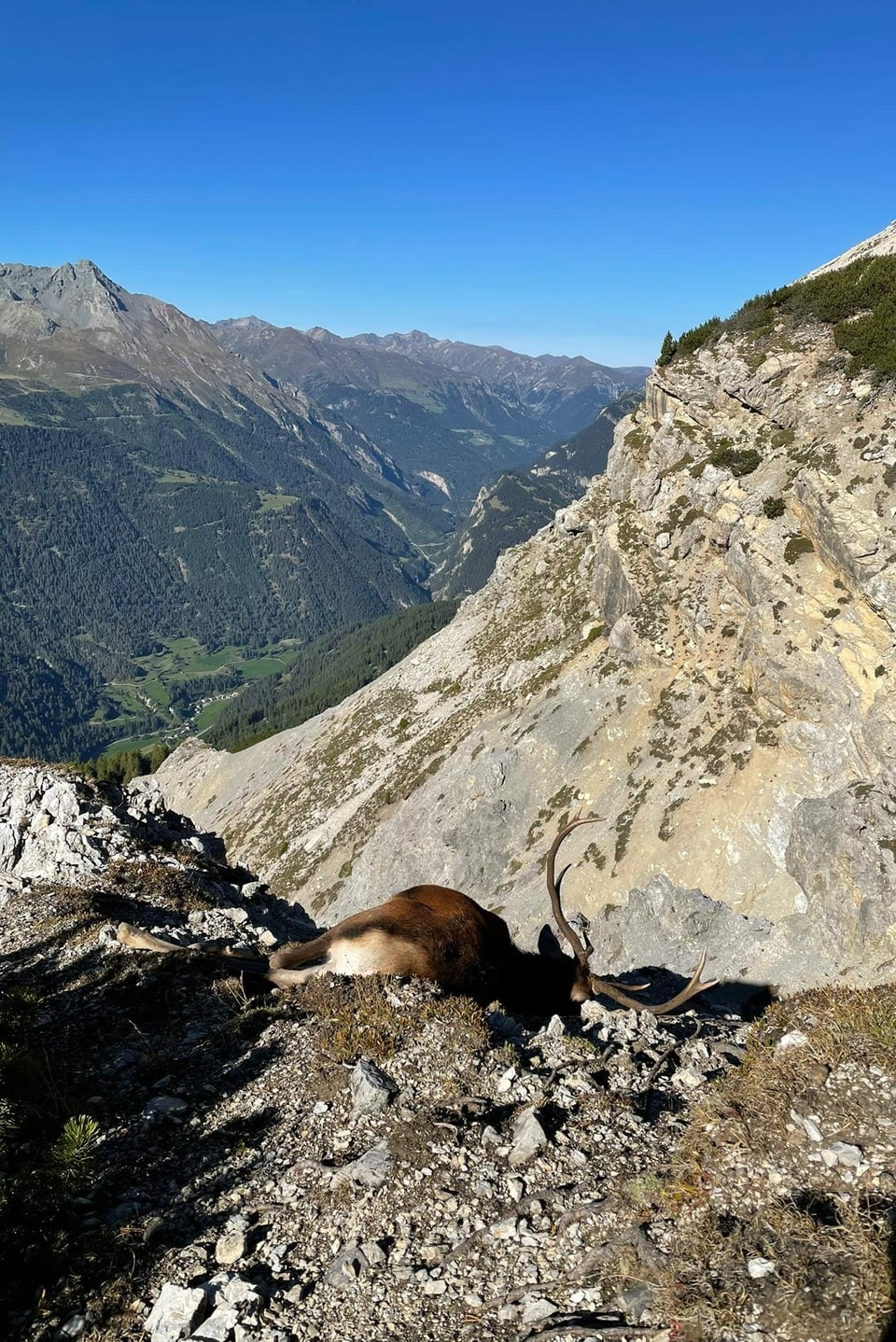 Curdin Pfister ha pudì sajettar quest bel tschierv ils 23 da settember, sin il territori da Valsot.