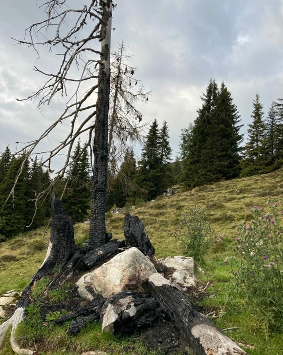 Planta  tutgada dal chametg.