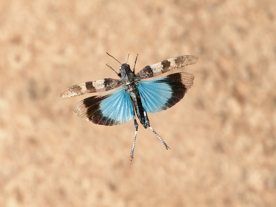 Auf diesem Bild sieht man das Tier des Jahres von oben. Die unteren beiden Flügel sind schwarz umrahmt, während das innere bläulich erscheint. Es fliegt.