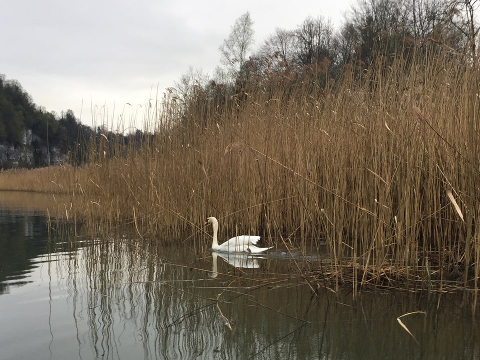 Schwan paddelt aus dem Schilf heraus