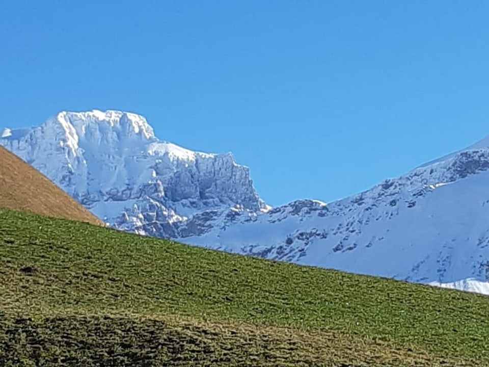 Grüne Wiese im Vordergrund, weisse Berge im Hintergrund.