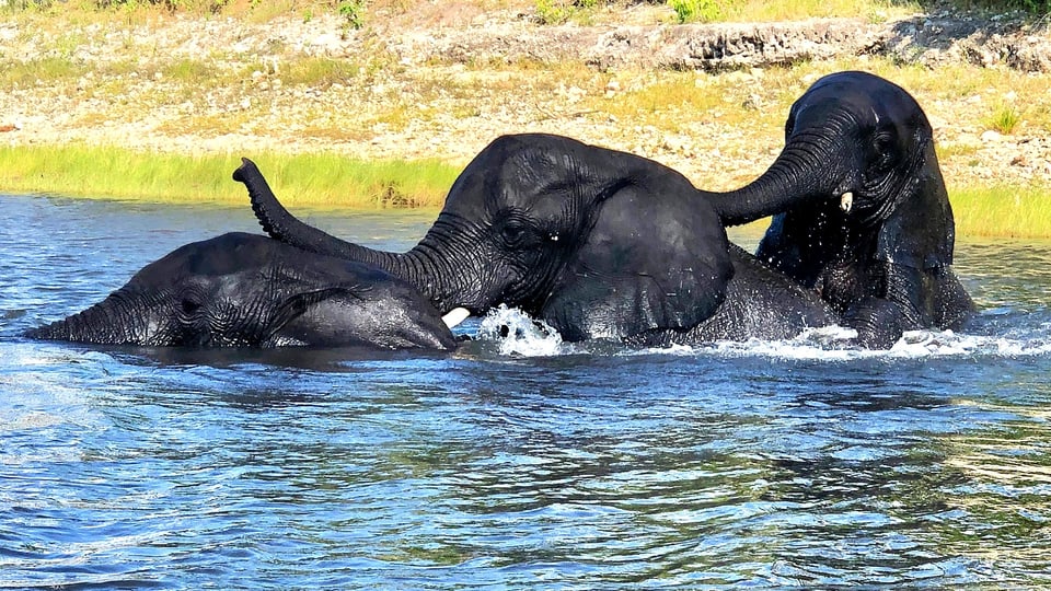 Drei badende, junge Elefanten im Chobe Fluss in Botswana.