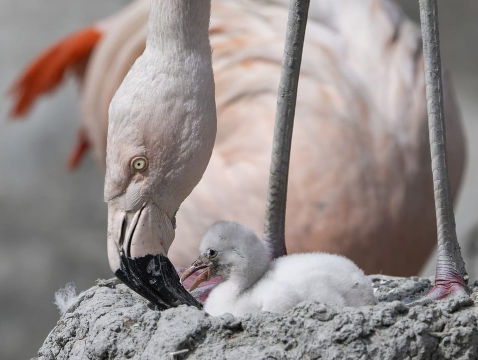 Ein neugeborenes Flamingo im Zürich Zoo