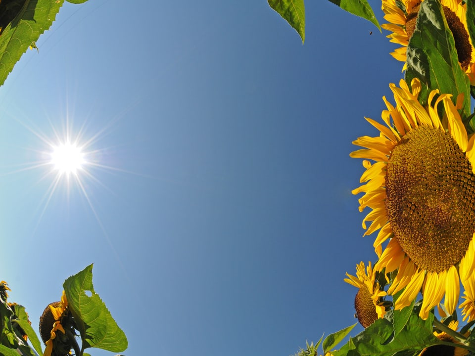 Sonnenblumen strecken ihren Pflanzenkopf gegen die Sonne. Der Himmel ist wolkenlos.