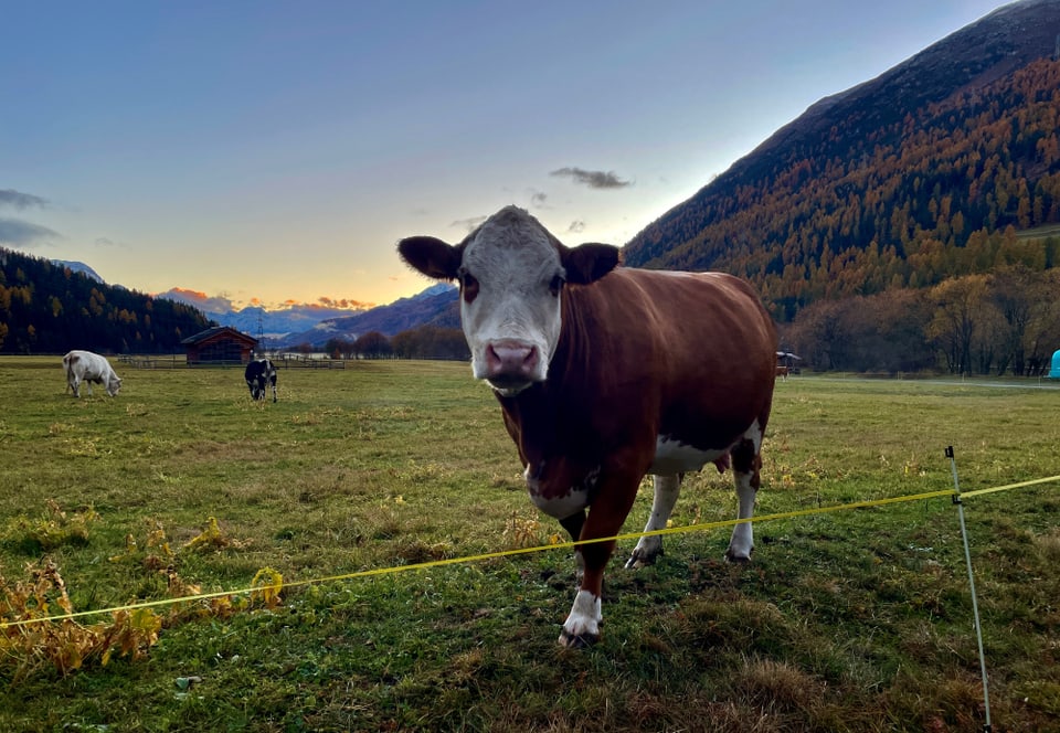 Kuh auf Weide vor Bergkulisse bei Sonnenuntergang.