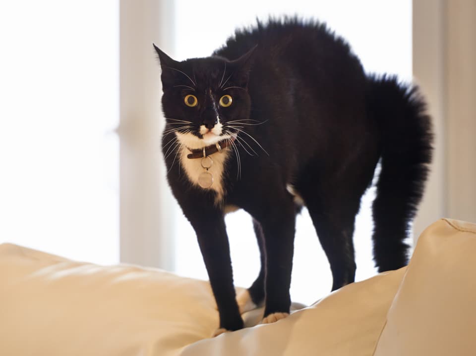 Eine schwarze Katze mit weissem Brustfleck steht auf einem beigen Sofa.