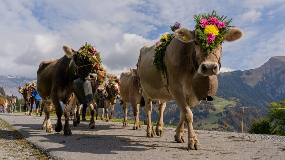 Stgargiada d'alp