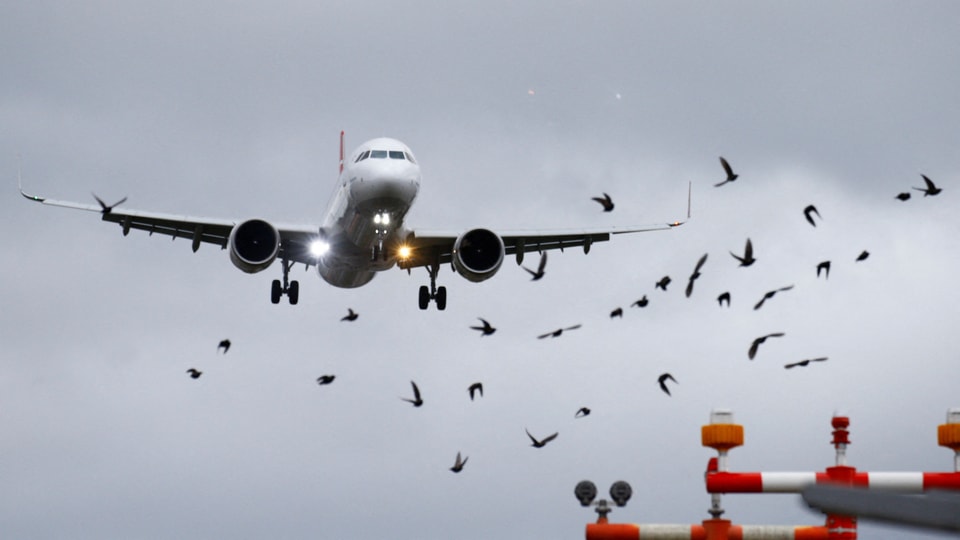 Flugzeug im Landeanflug mit Vögeln im Vordergrund.