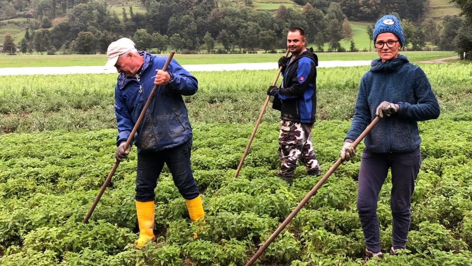 Arbeit auf den Feldern von Bio Raselli.