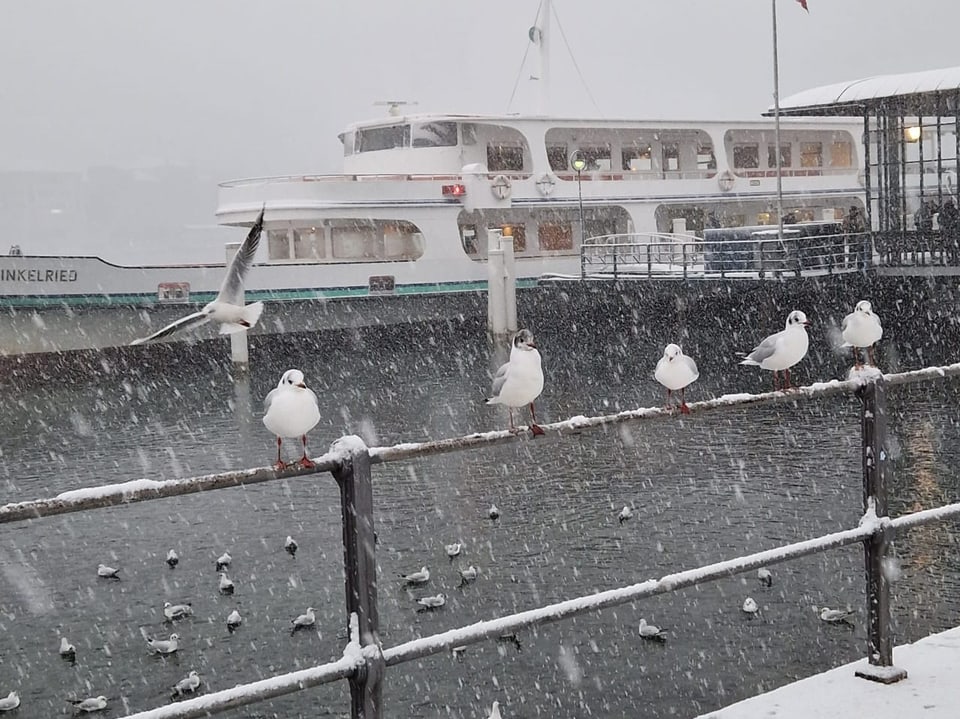 Möwen im Schneefall am Wasser mit Fähre im Hintergrund.