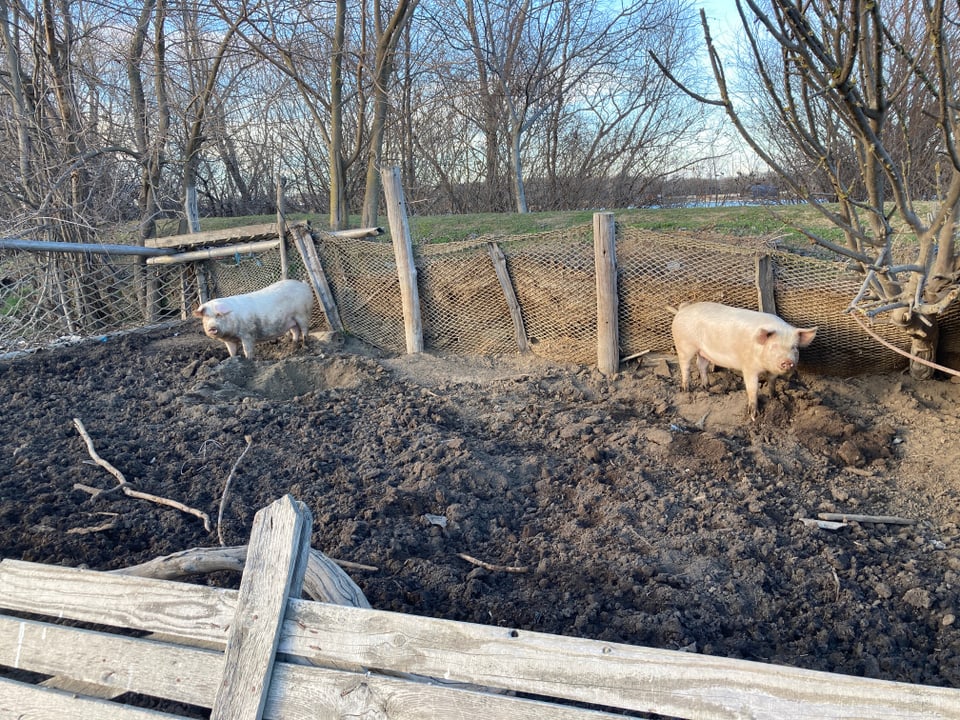 Zwei Schweine stehen auf der aufgewühlten Erde