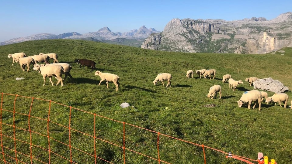 Schafe in Gehege