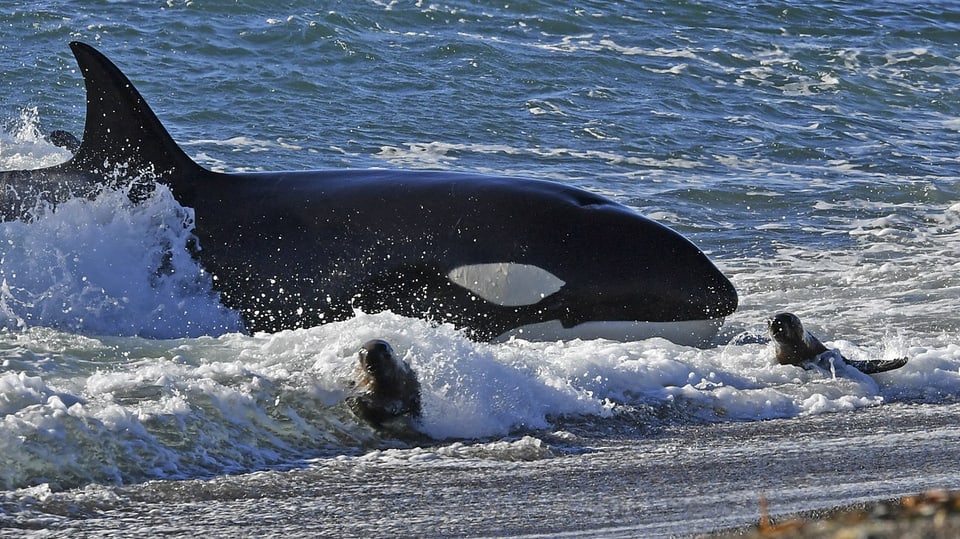 Ein Orca jagt Seelöwen in Argentinien.