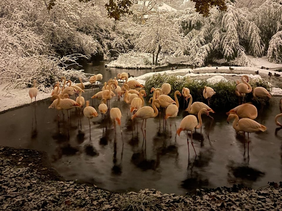 Flamingos im verschneiten Teich stehend.