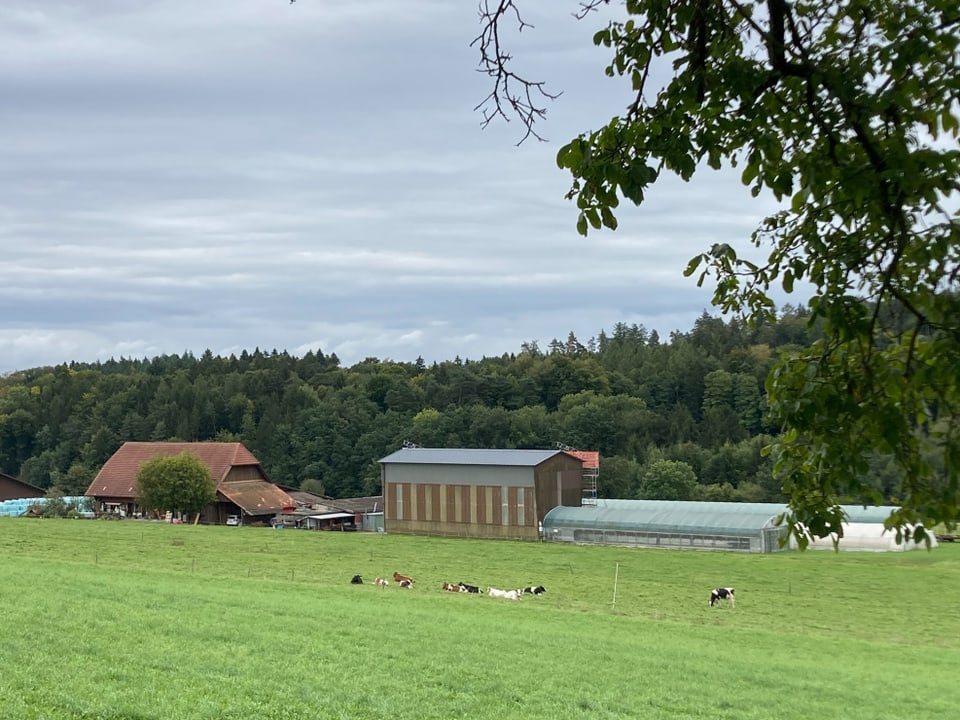 Bauernhof mit Kühen auf einer grünen Wiese vor einem Wald.