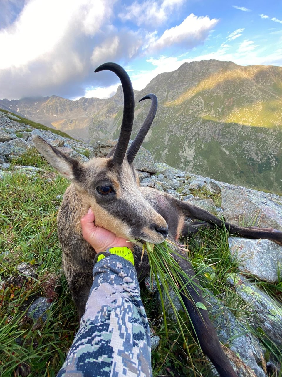 Gämse vor Berglandschaft.