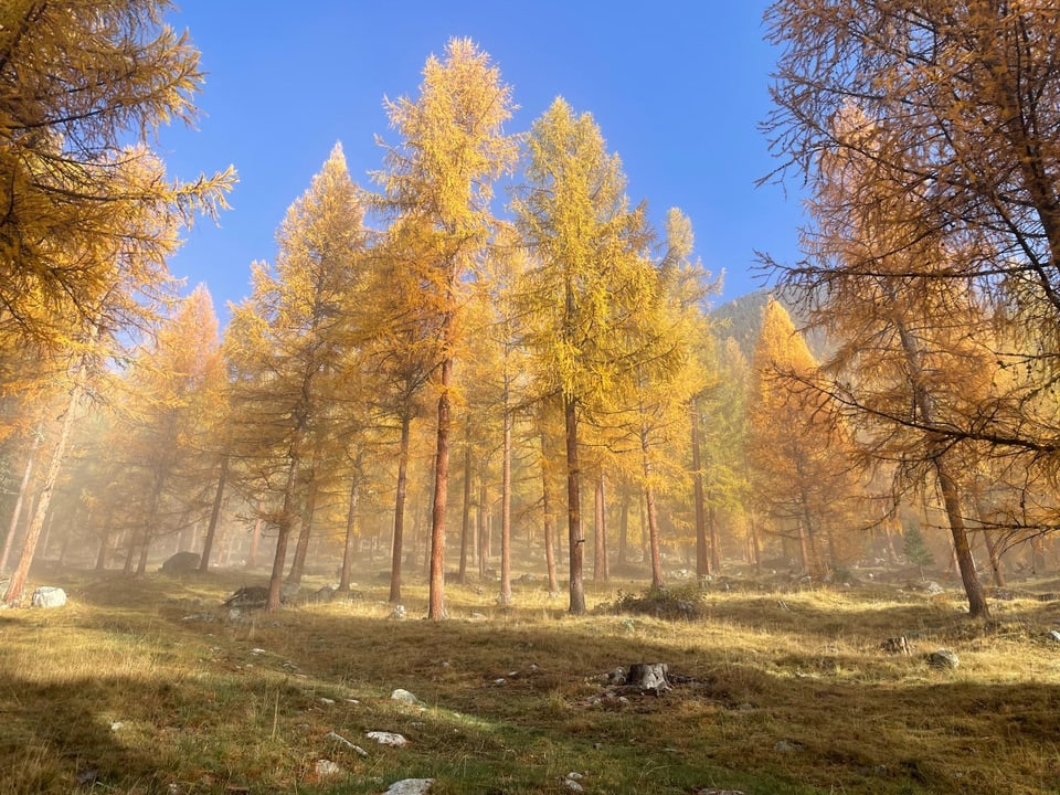 Herbstwald mit gelben Lärchen im Nebel.