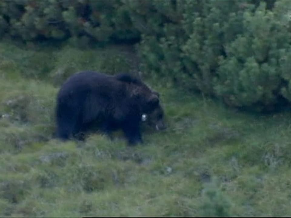 Bär in freier Wildbahn.