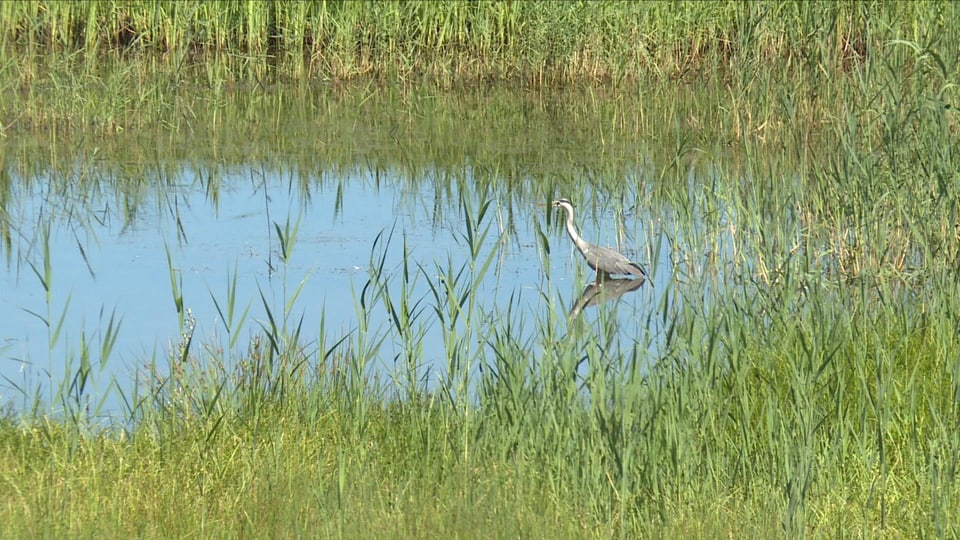 Graureiher im Schilf am See