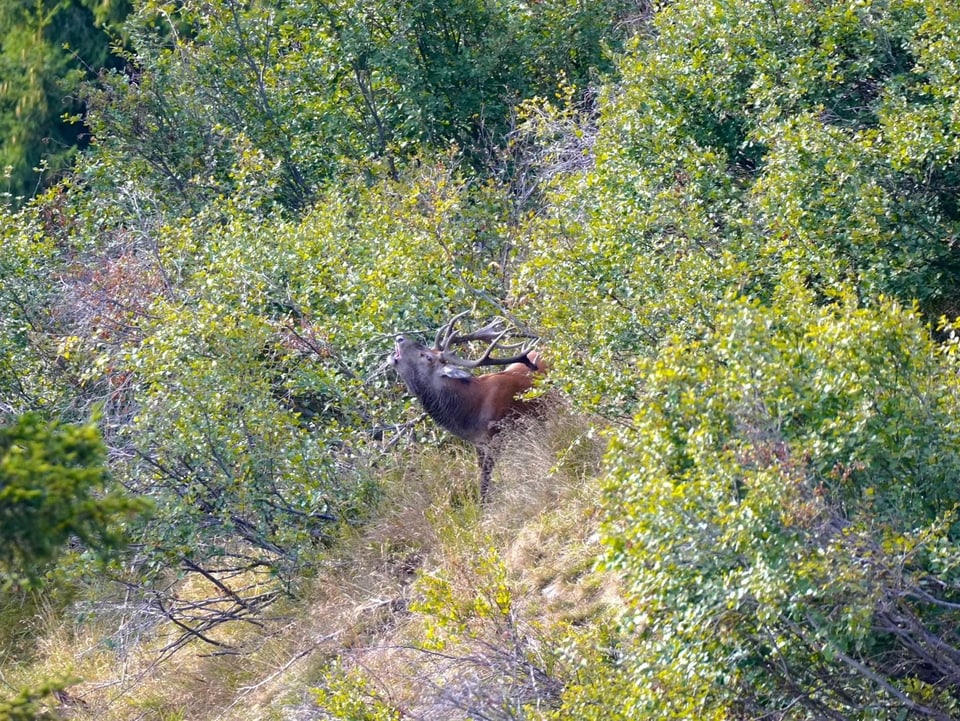 kapitaler hirsch im Gebüsch