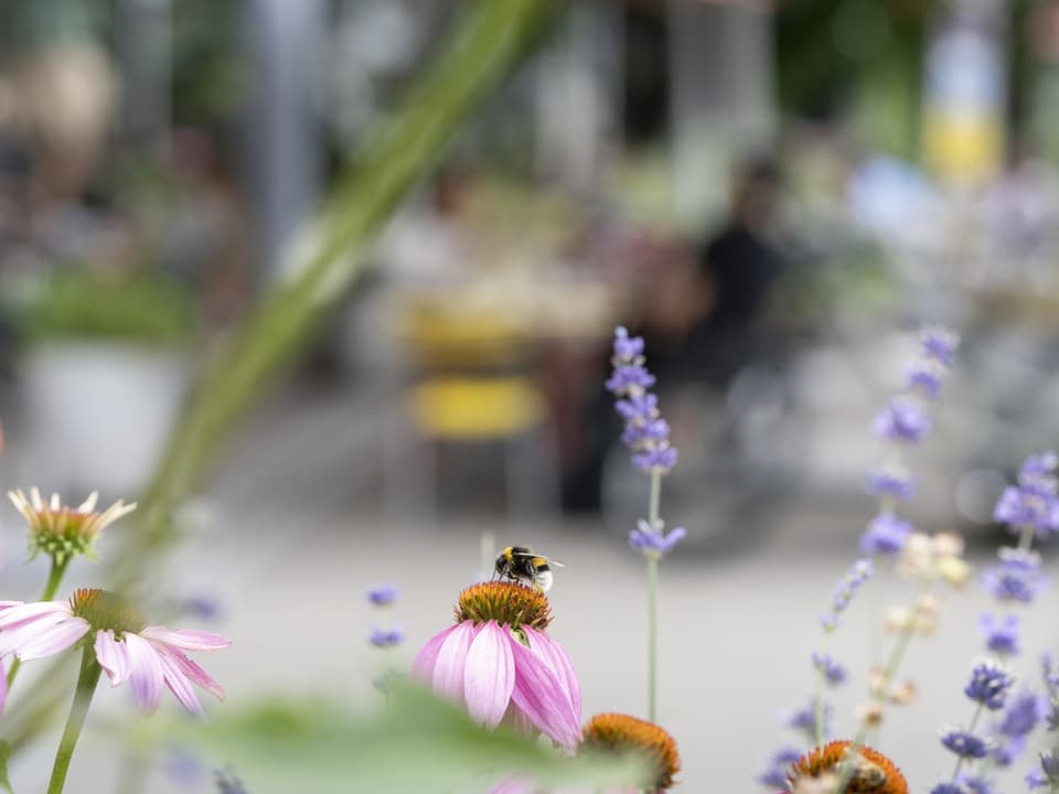 Biene sitzt auf einer rosa Blume im Garten.