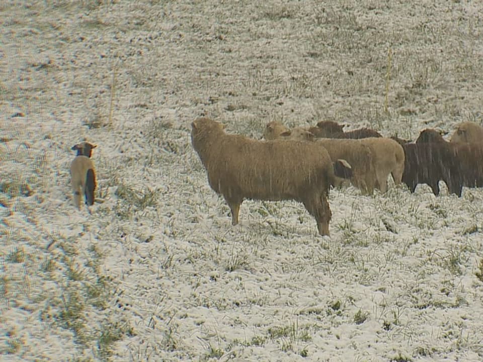 Schaffe im Schnee