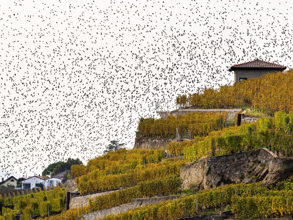 Herbstlicher Weinberg mit Vogelschwarm am Himmel.