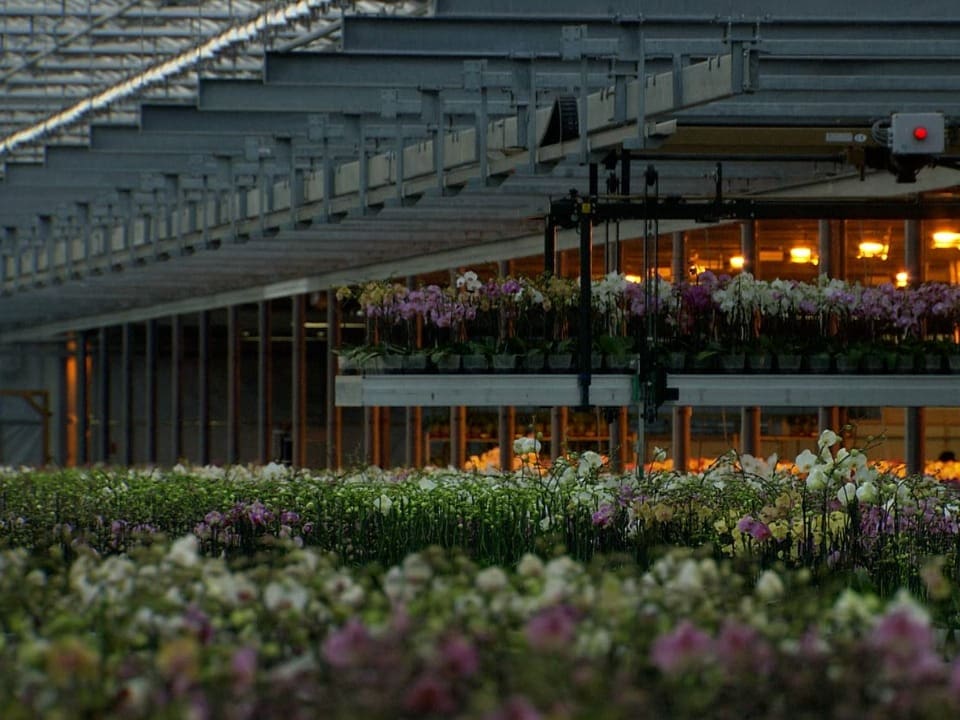 Ein Gewächshaus mit Blumen in den Niederlanden