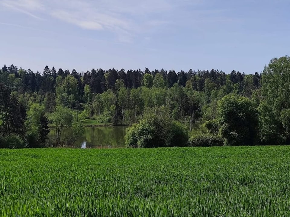 Weiher  mit grünem Wasser im Wald.