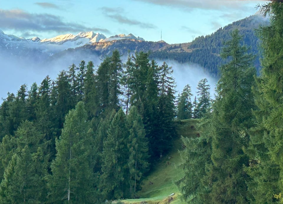 Berglandschaft mit Tannen und Schnee auf den Gipfeln.