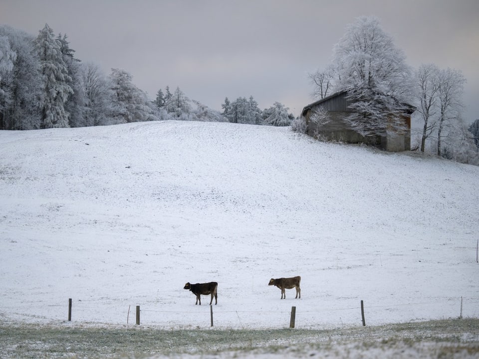 Verschneites Feld mit zwei Kühen und einer Hütte im Hintergrund.