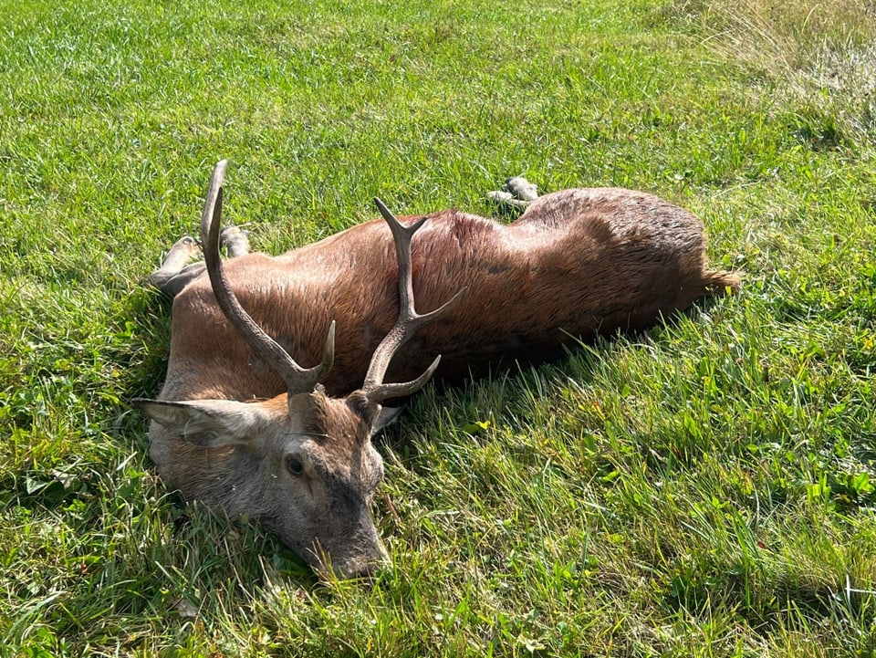 Hirsch mit unregelmässigem 8er Geweih.