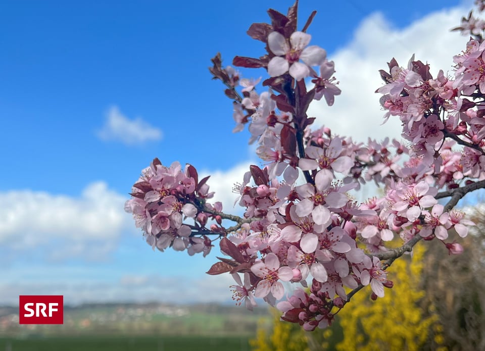 Wie wird der Frühling definiert? Wetterfrage SRF