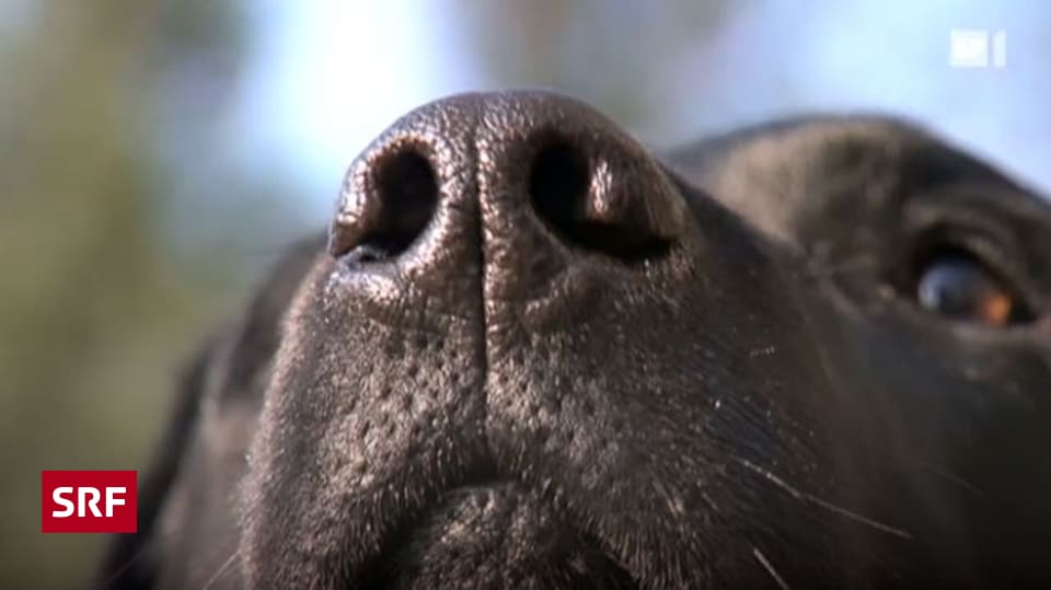 Forschung Hunde können Krebs riechen Puls SRF