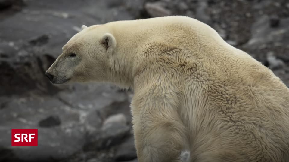 d-nemark-wappnet-sich-gegen-trump-mit-einem-eisb-ren